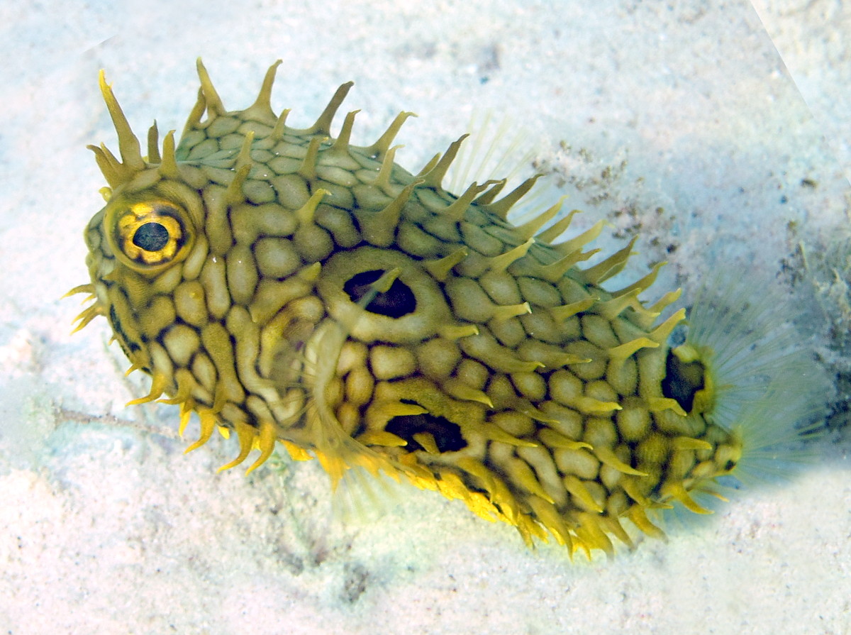 Web Burrfish